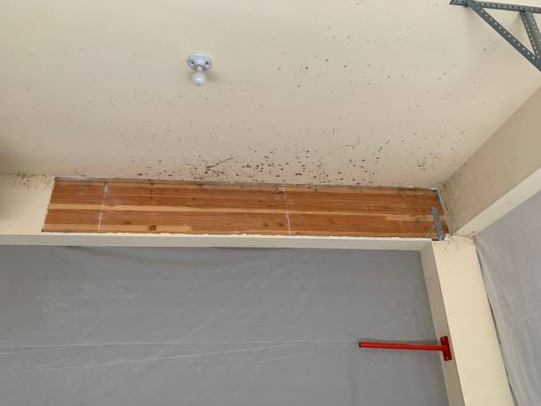 Best Mold-Related Health Consultation  in Watchung, NJ